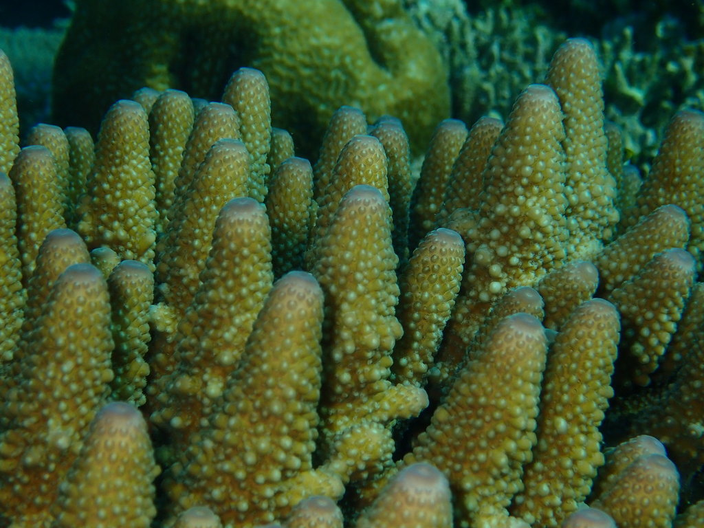 Finger Coral