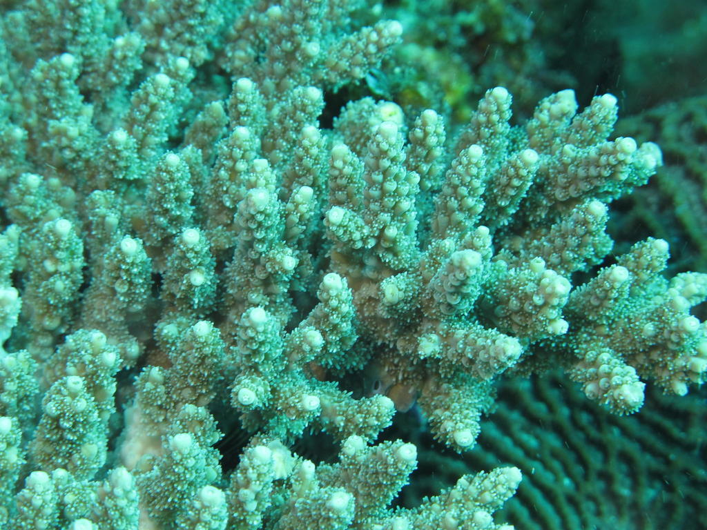 Wide Star Acropora