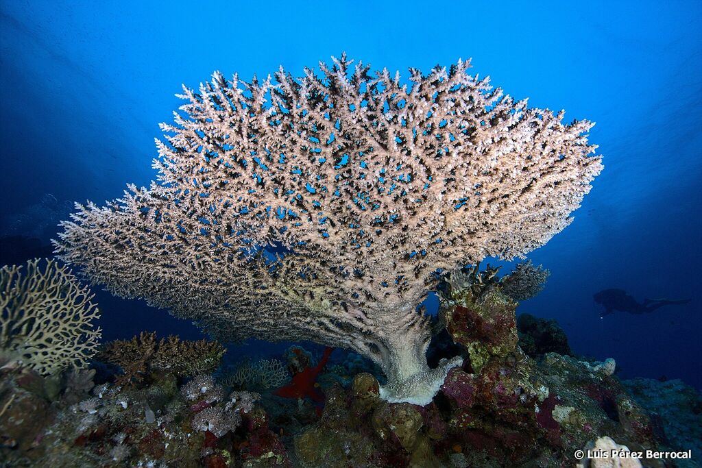 Branching Table Coral