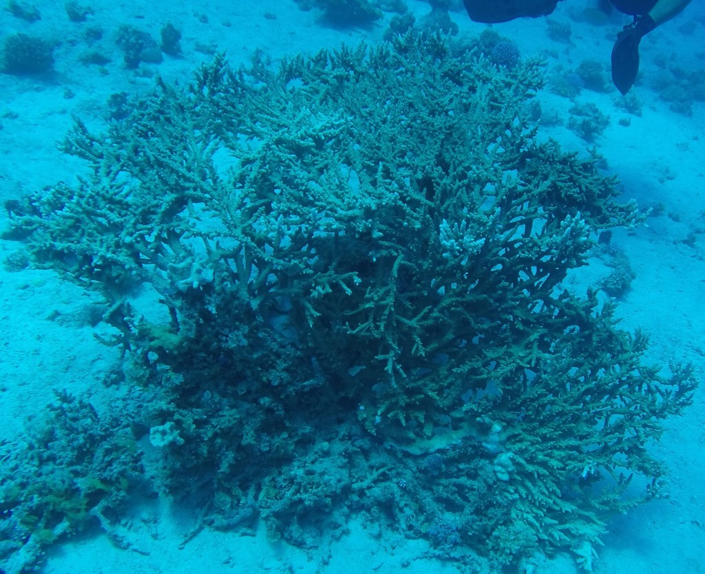 Corail tabulaire géant
