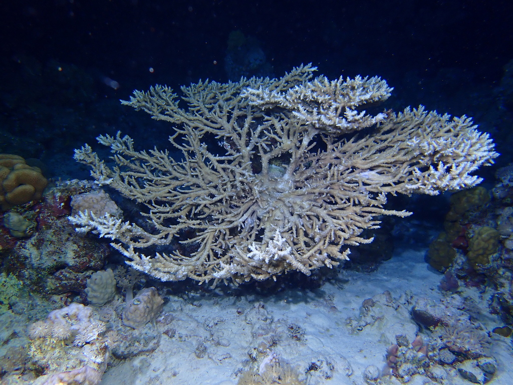 Corail tabulaire géant