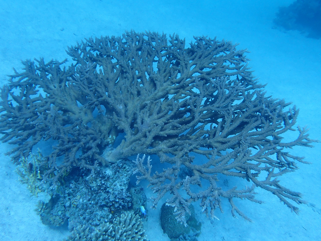 Corail tabulaire géant
