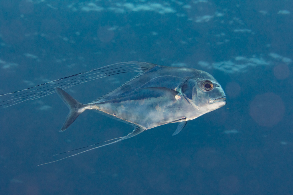 Carangue échevelée