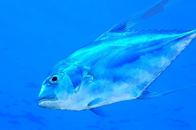Carangue échevelée
