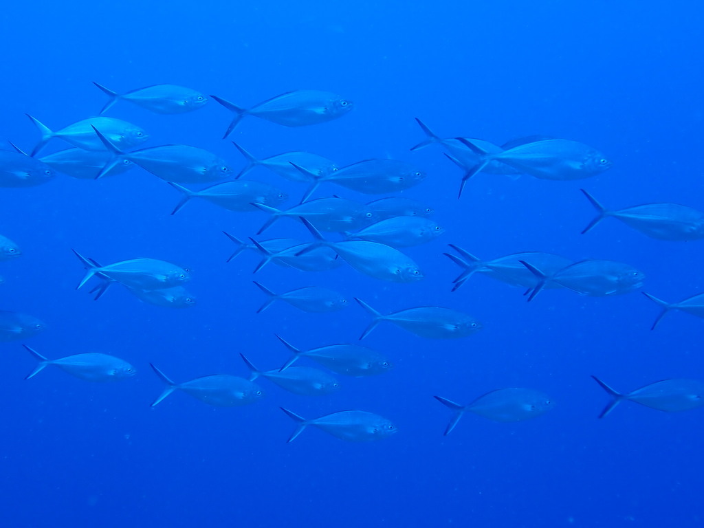 Herring scad