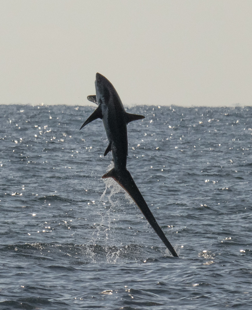 Thresher Shark
