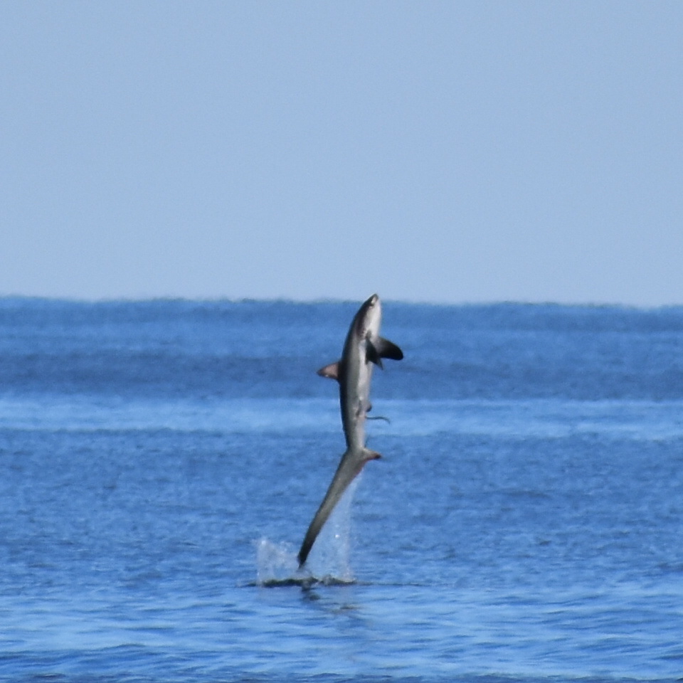 Thresher Shark