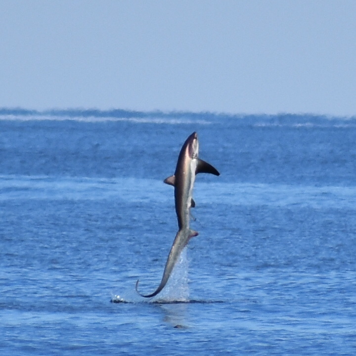 Thresher Shark