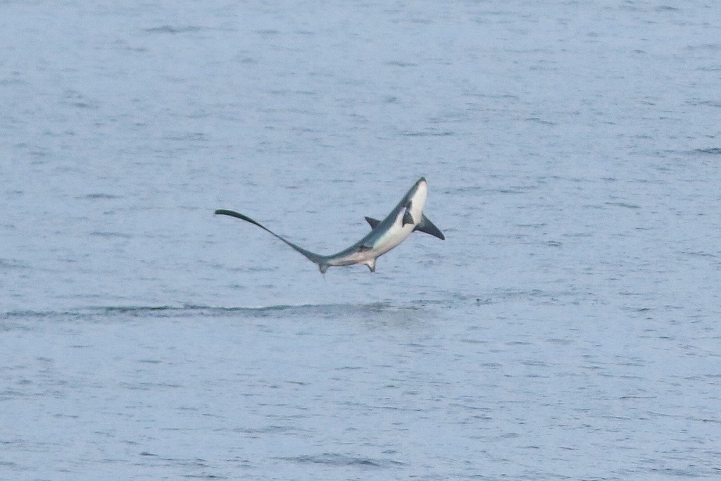 Thresher Shark