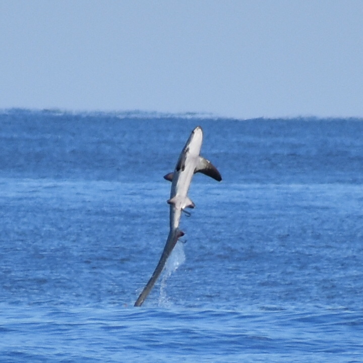 Thresher Shark