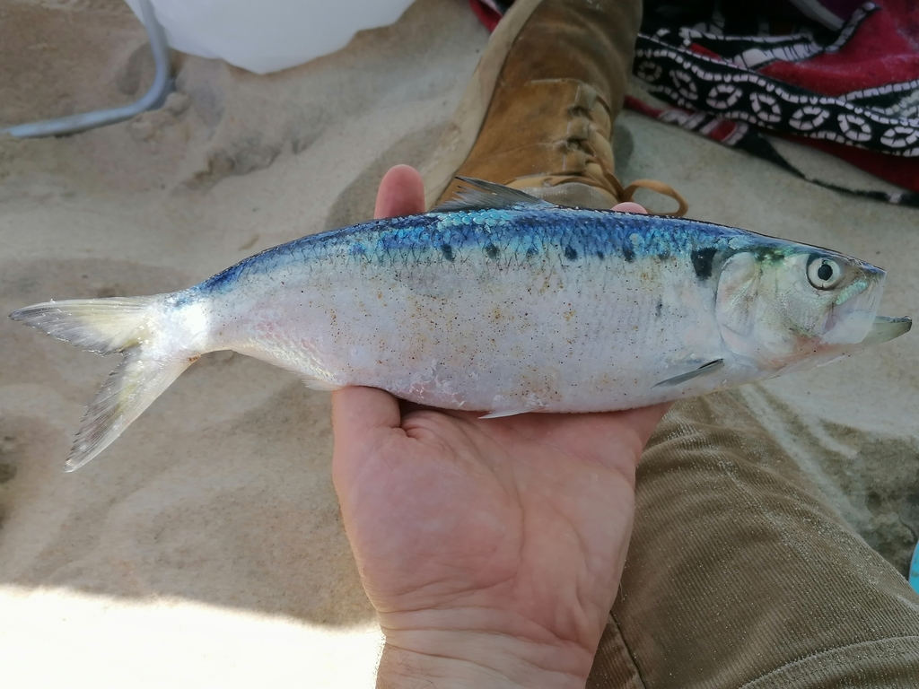 Twaite Shad
