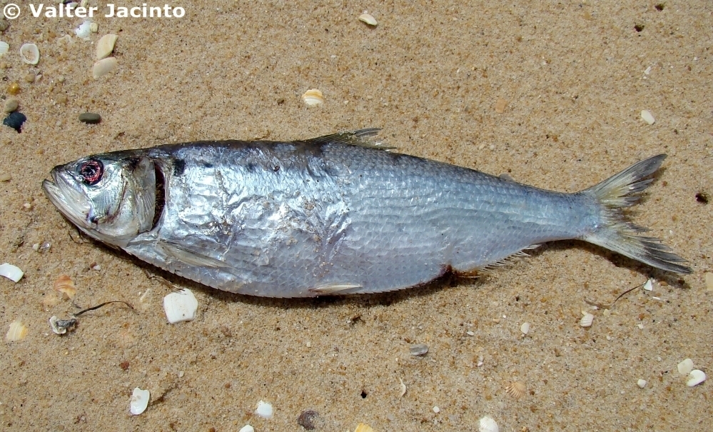 Twaite Shad