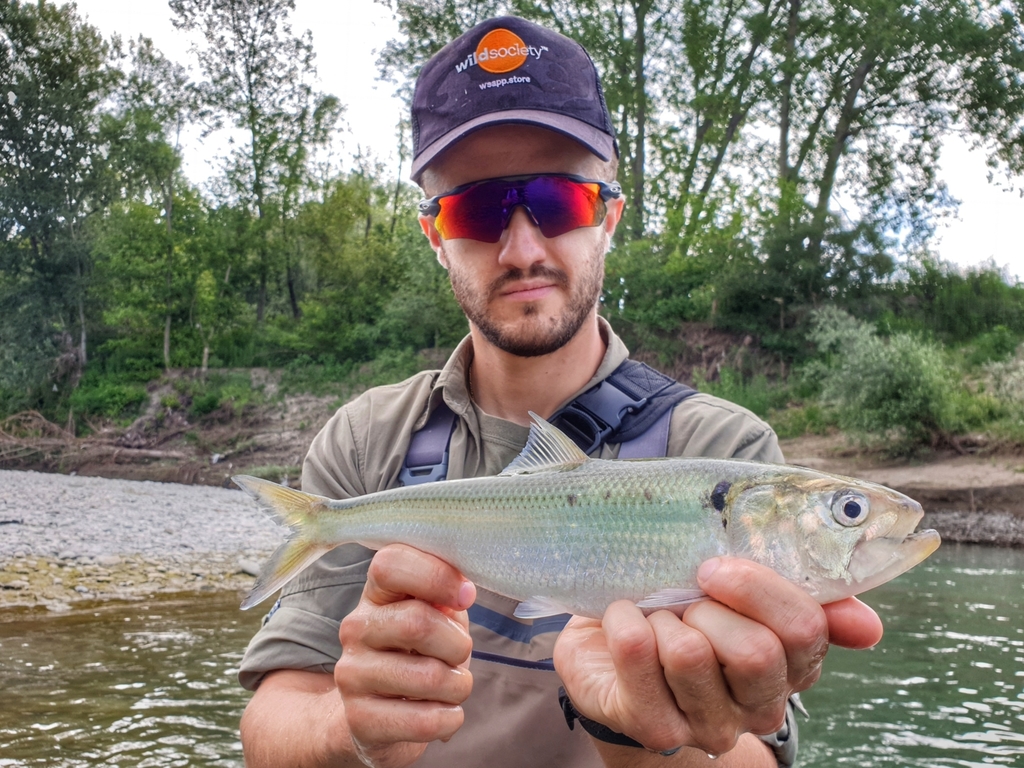 Twaite Shad
