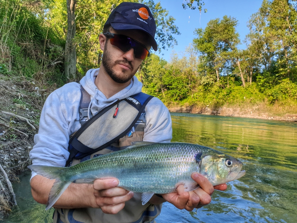 Twaite Shad