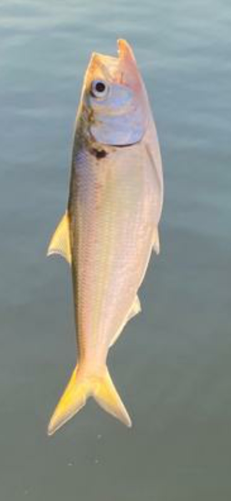 Twaite Shad