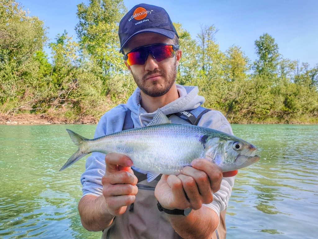 Twaite Shad