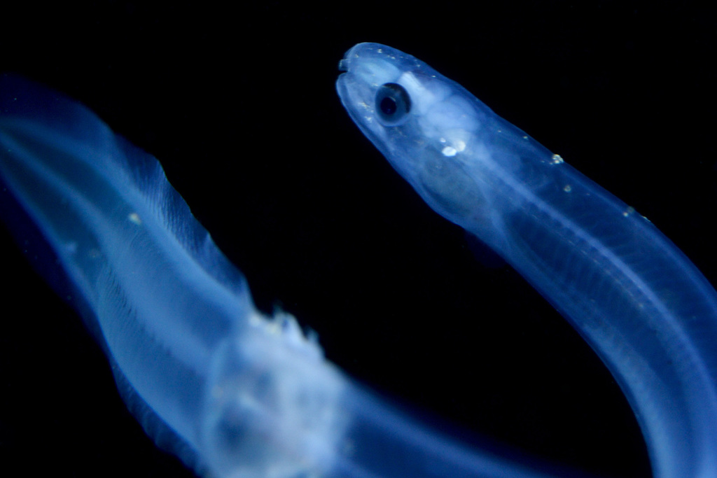 European Eel