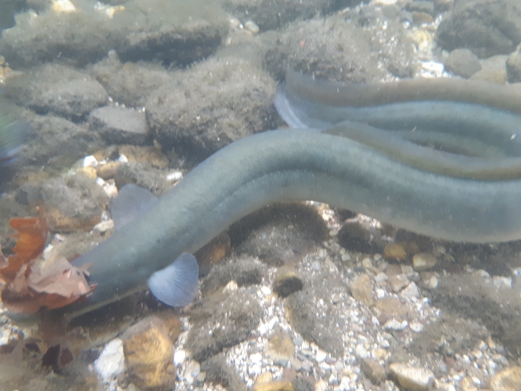 European Eel