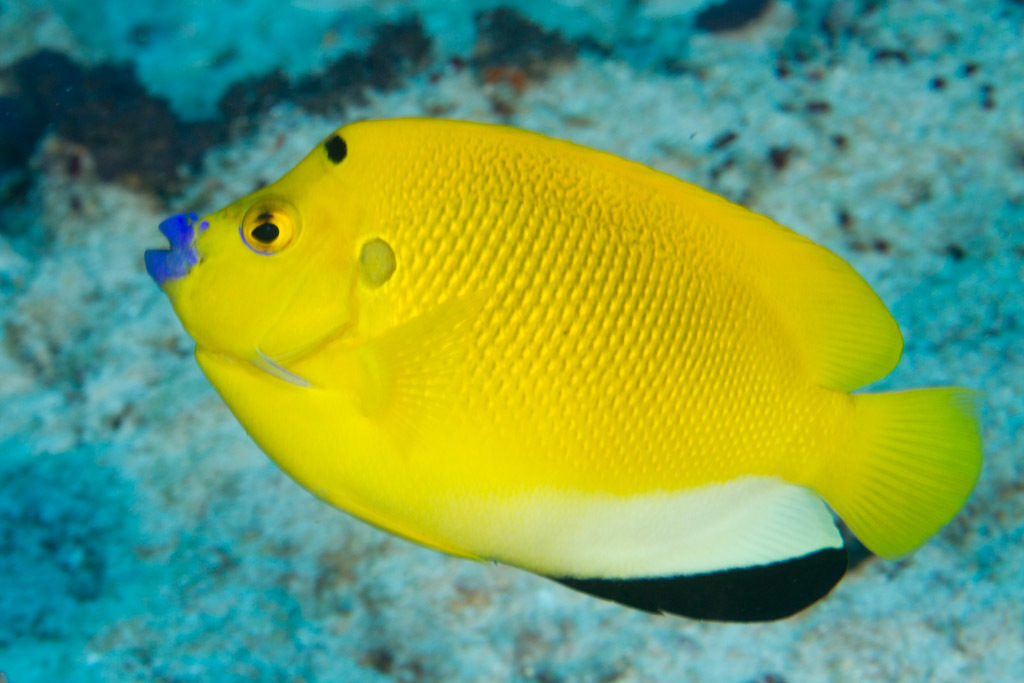 Threespot Angelfish