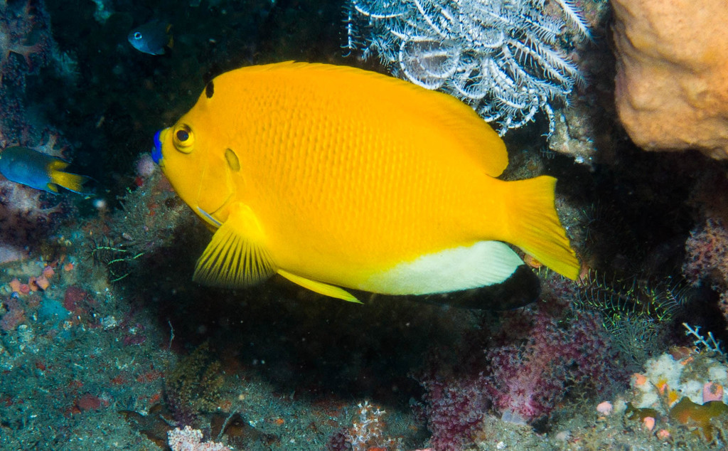 Threespot Angelfish