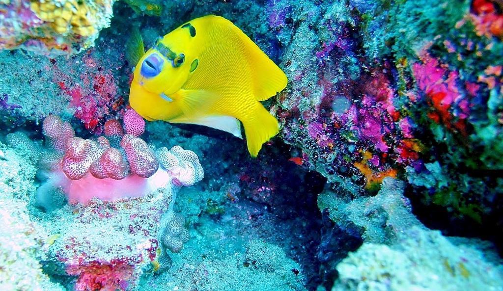 Threespot Angelfish