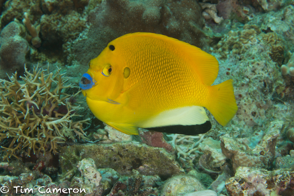 Threespot Angelfish
