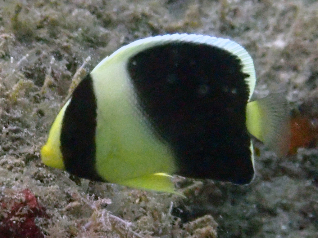 Poisson-ange fumé de la Mer Rouge