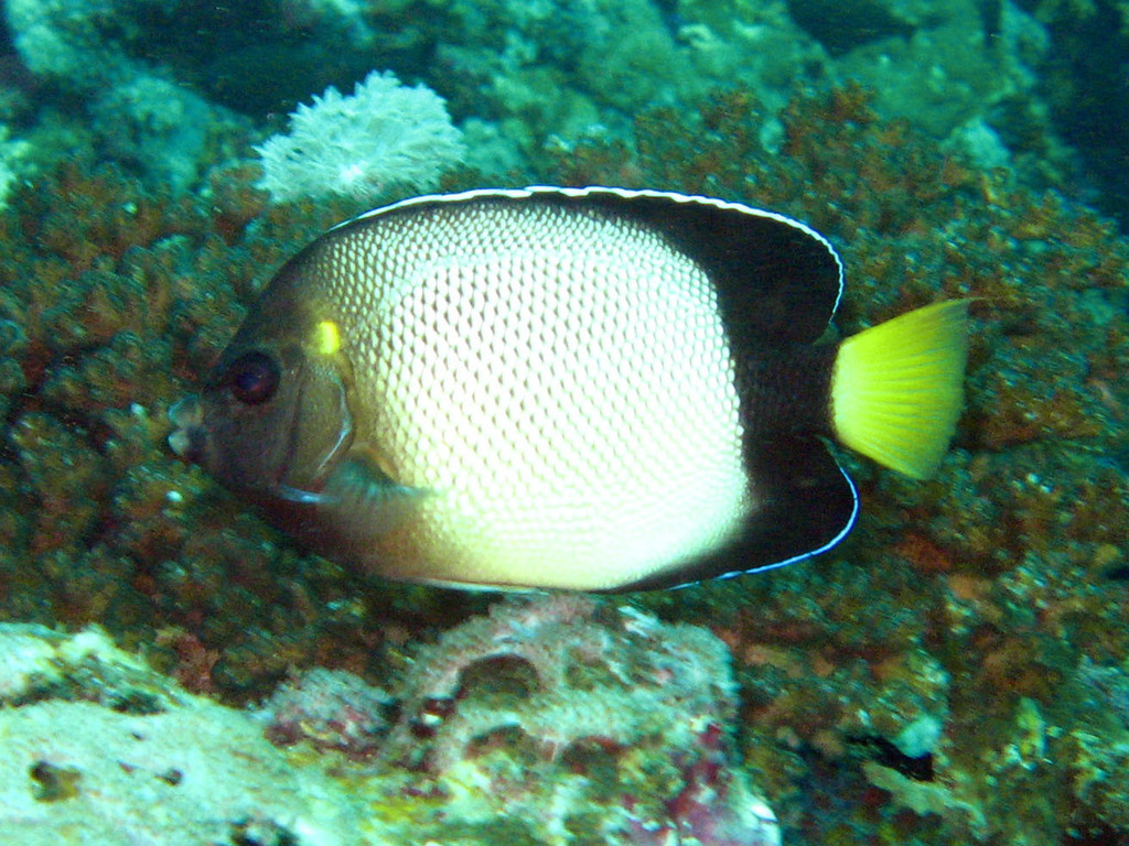 Poisson-ange fumé de la Mer Rouge