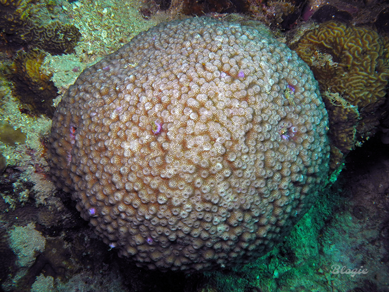 Corail-étoile poreux