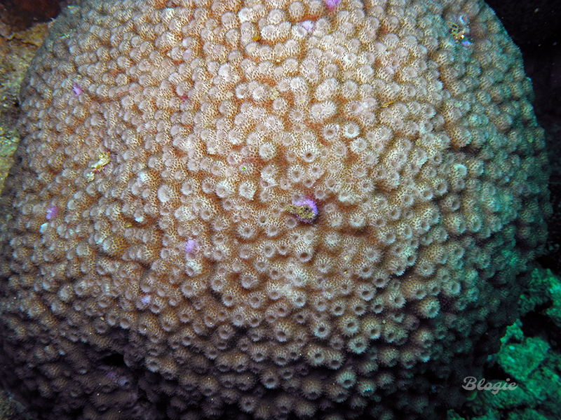 Corail-étoile poreux