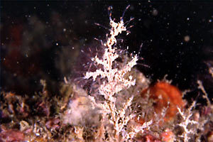 Sea Fir