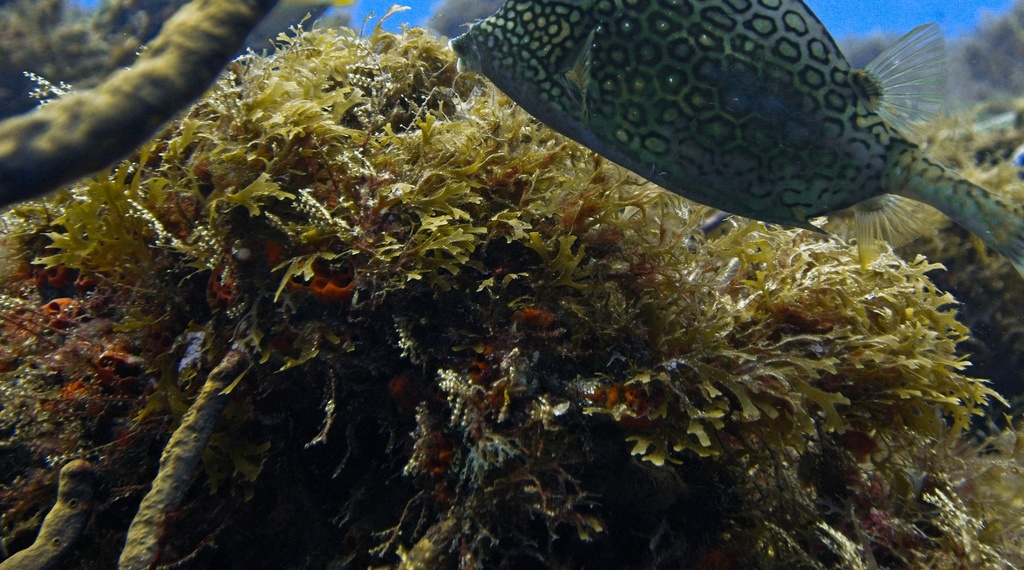 Dictyote spatulée