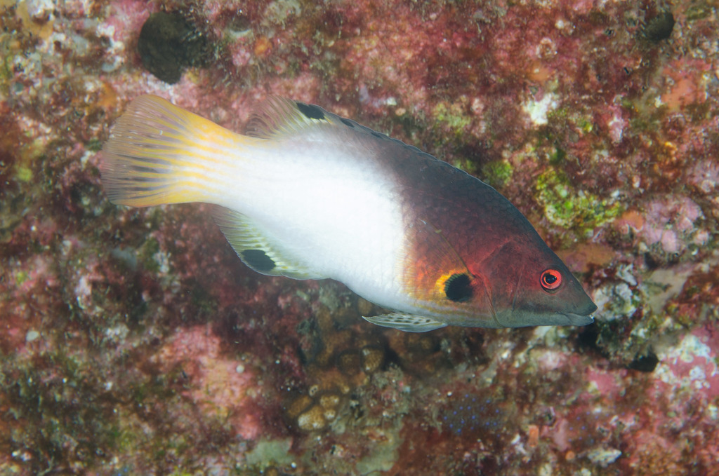 Axilspot Hogfish