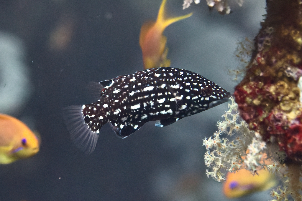 Diana's Hogfish