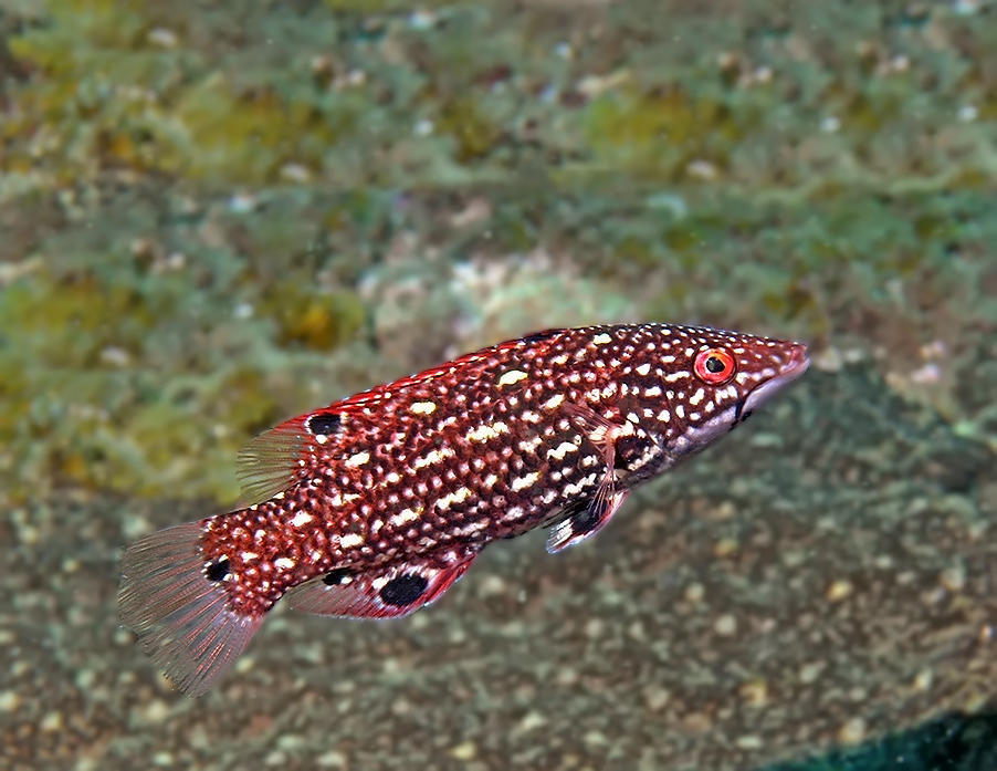 Diana's Hogfish