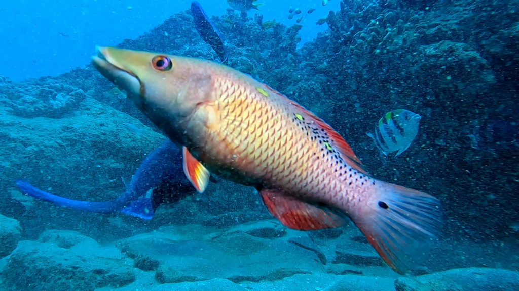 Diana's Hogfish