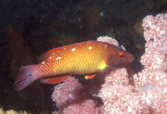 Diana's Hogfish