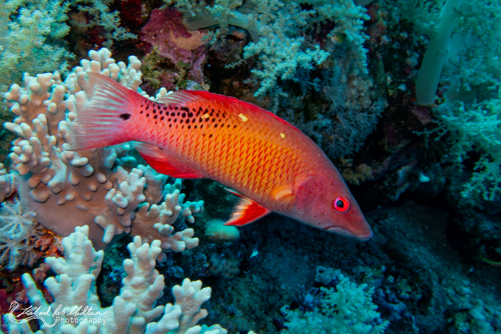 Diana's Hogfish