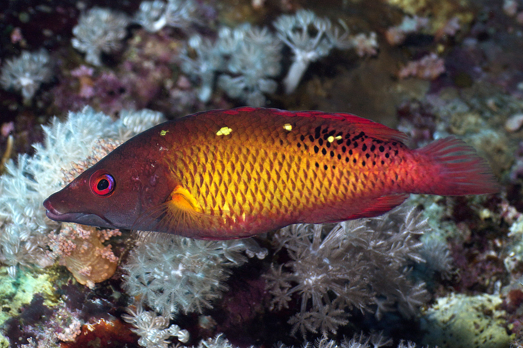 Diana's Hogfish