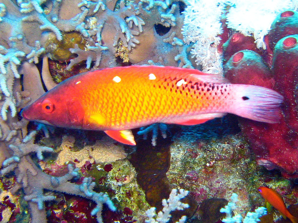 Diana's Hogfish
