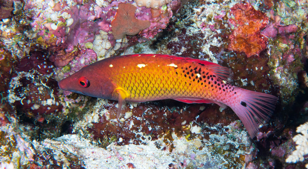 Diana's Hogfish