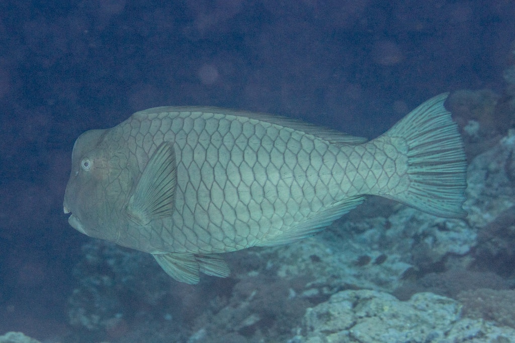 Poisson-perroquet à bosse