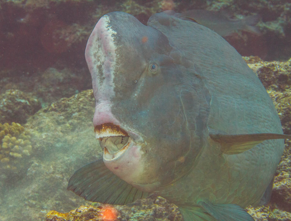 Poisson-perroquet à bosse