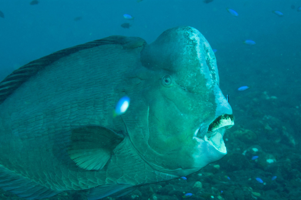 Poisson-perroquet à bosse