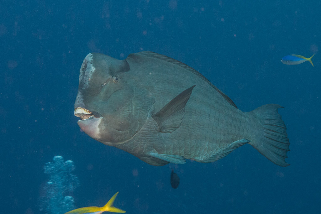 Bumphead Parrotfish