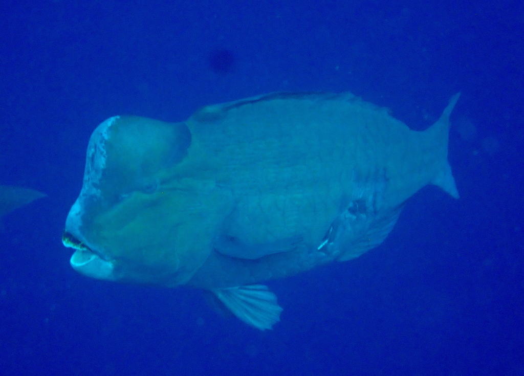 Poisson-perroquet à bosse