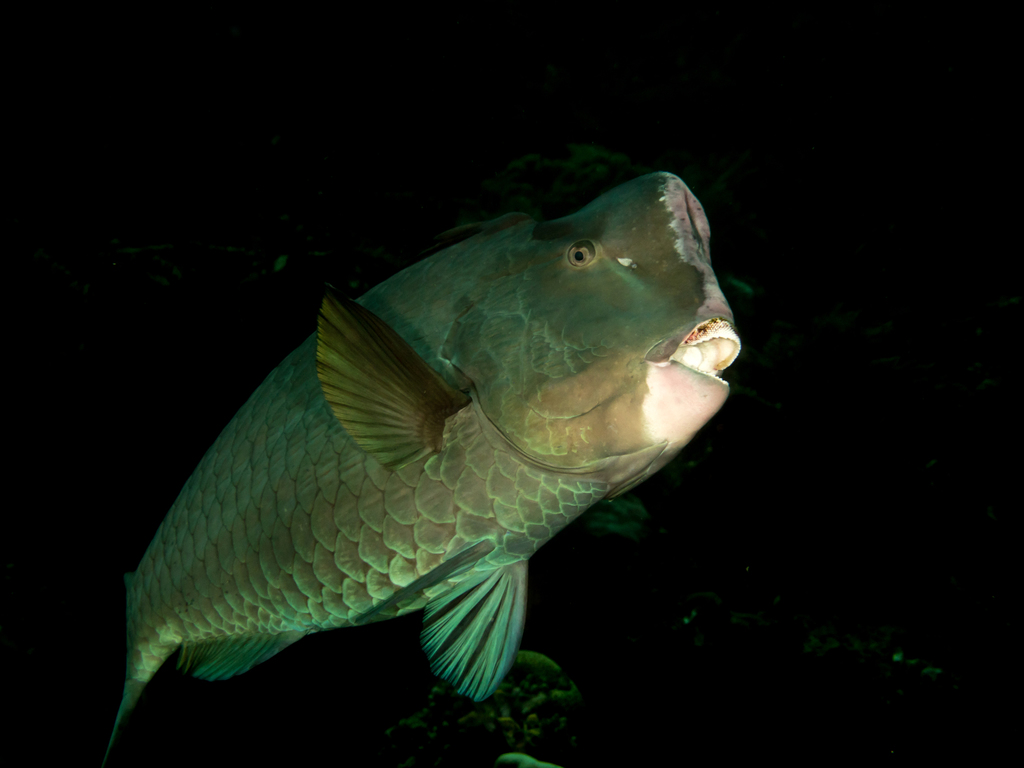 Poisson-perroquet à bosse