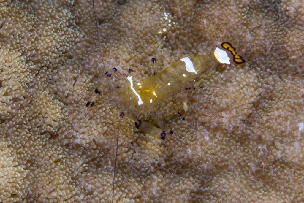 Peacock-tail Anemone Shrimp