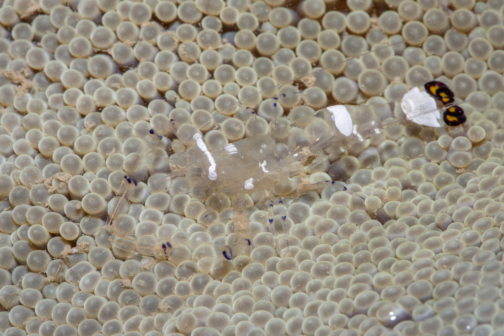 Peacock-tail Anemone Shrimp