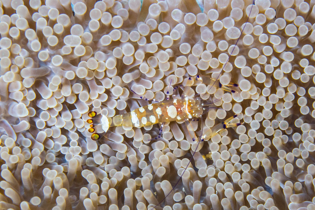 Peacock-tail Anemone Shrimp
